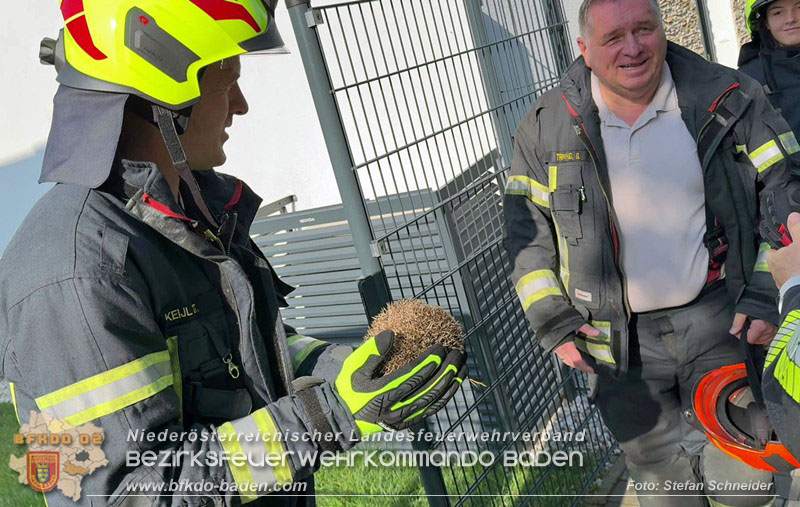 20260714_Igel steckt im Gartenzaun in Tribuswinkel  Foto: Stefan Schneider BFKDO BADEN
