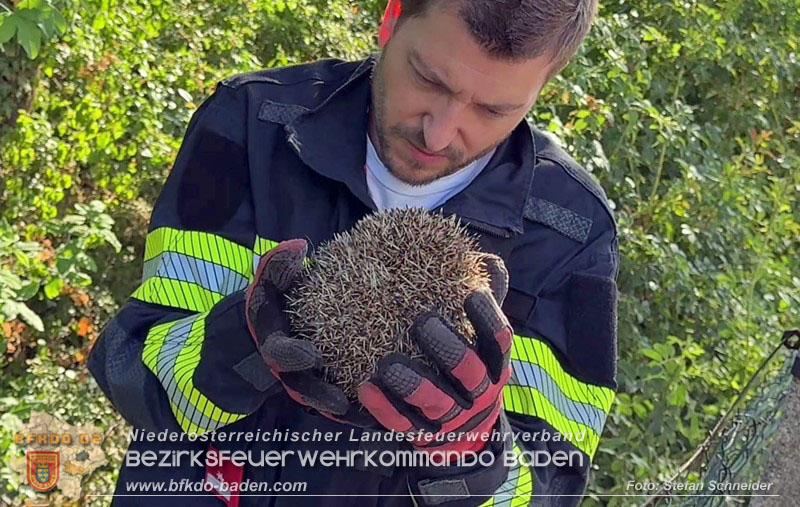 20260714_Igel steckt im Gartenzaun in Tribuswinkel  Foto: Stefan Schneider BFKDO BADEN