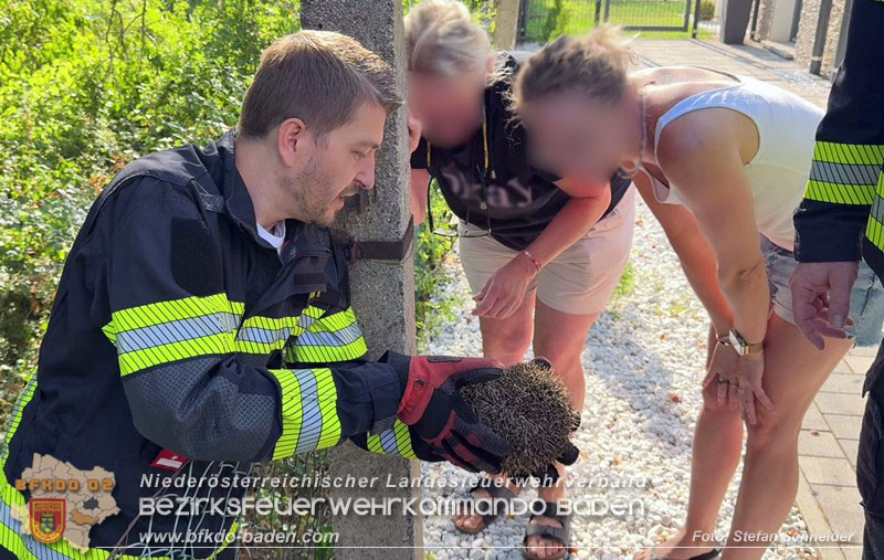 20260714_Igel steckt im Gartenzaun in Tribuswinkel  Foto: Stefan Schneider BFKDO BADEN