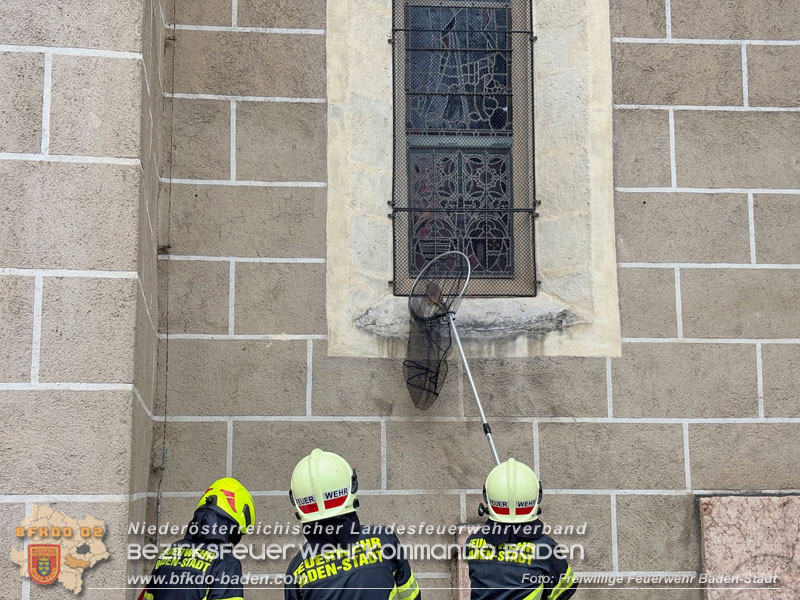 20260721_Verletzter Turmfalke in Baden gerettet  Foto: Victor van de Castell / FF Baden-Stadt