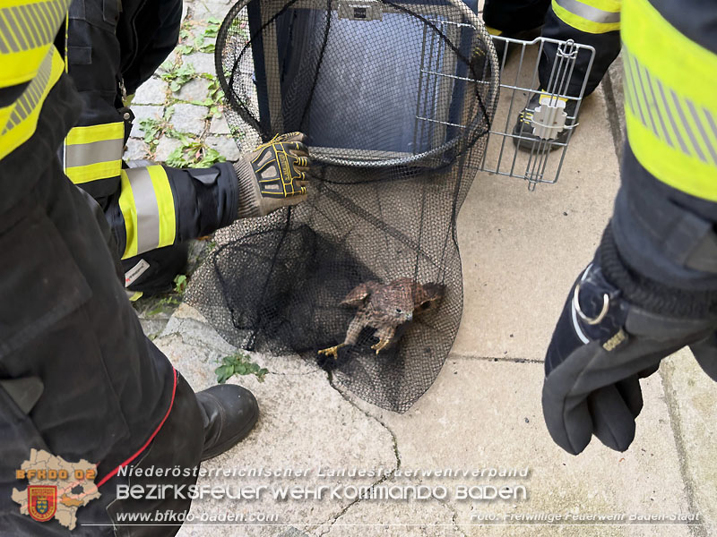 20260721_Verletzter Turmfalke in Baden gerettet  Foto: Victor van de Castell / FF Baden-Stadt