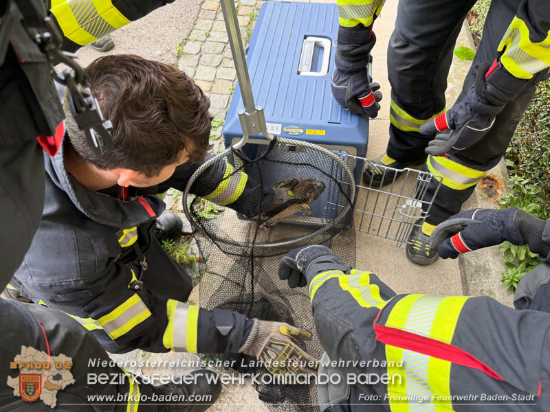 20260721_Verletzter Turmfalke in Baden gerettet  Foto: Victor van de Castell / FF Baden-Stadt