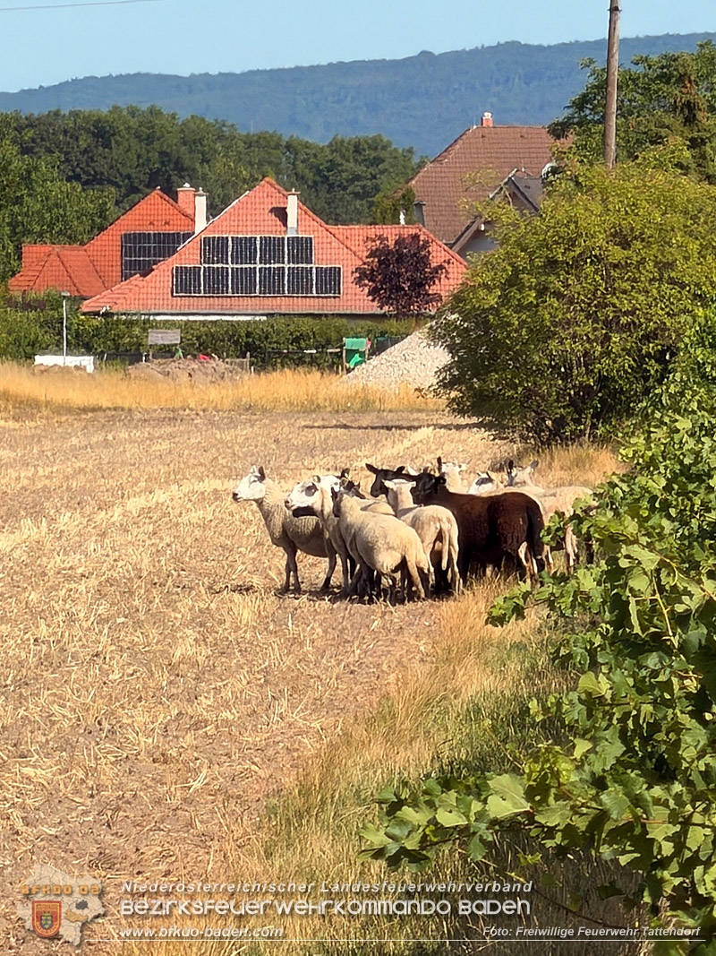 20260725_Entlaufene Schafherde sorgt f�r Doppeleinsatz in Tattendorf  Foto: FF Tattendorf