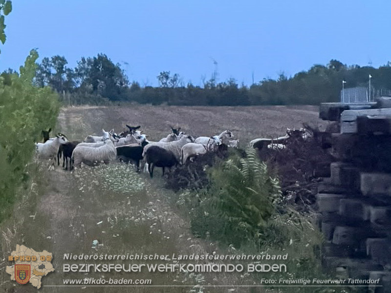 20260725_Entlaufene Schafherde sorgt f�r Doppeleinsatz in Tattendorf  Foto: FF Tattendorf
