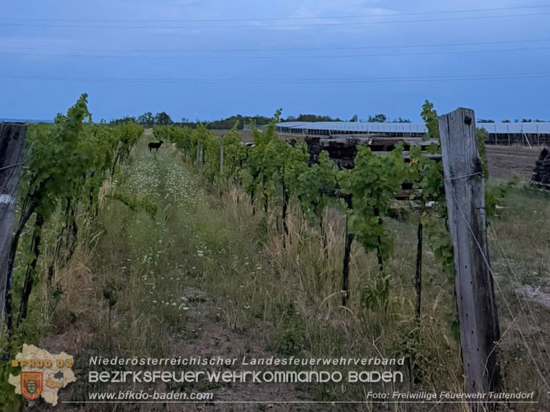 20260725_Entlaufene Schafherde sorgt f�r Doppeleinsatz in Tattendorf  Foto: FF Tattendorf