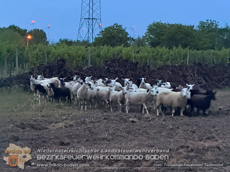 20260725_Entlaufene Schafherde sorgt f�r Doppeleinsatz in Tattendorf  Foto: FF Tattendorf