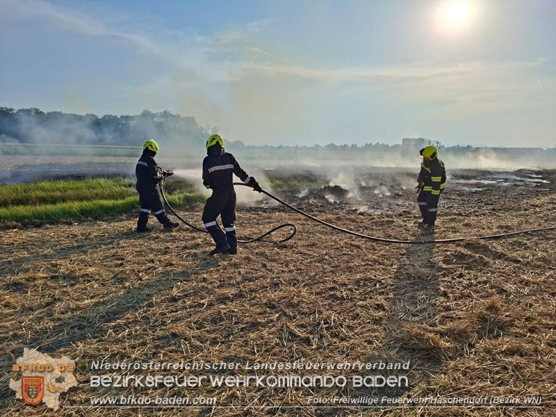 20260731_Feldbrand bei Siegersdorf rasch unter Kontrolle gebracht Foto: FF Haschendorf Bezirk WN 20260731_Feldbrand bei Siegersdorf rasch unter Kontrolle gebracht Foto: FF Haschendorf Bezirk WN