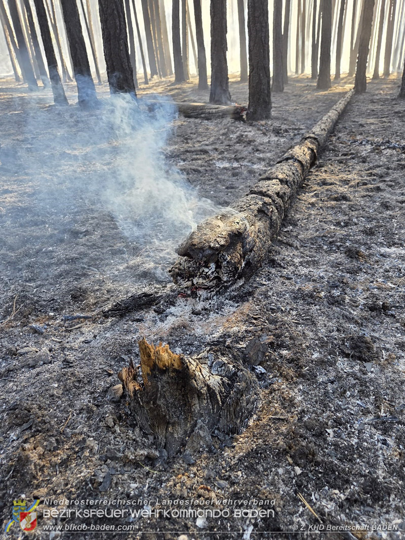 20260814-15_Kr&auml;fte aus dem Bezirk BADEN unterst&uuml;tzen wieder beim erneuten Brand im F&ouml;hrenwald St.Egyd am Steinfeld im Bezirk Neunkirchen