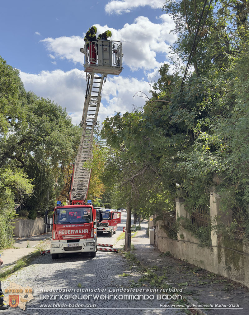 20260822_Baum st�rzt auf Stromleitung - Foto: Freiwillige Feuerwehr Baden-Stadt