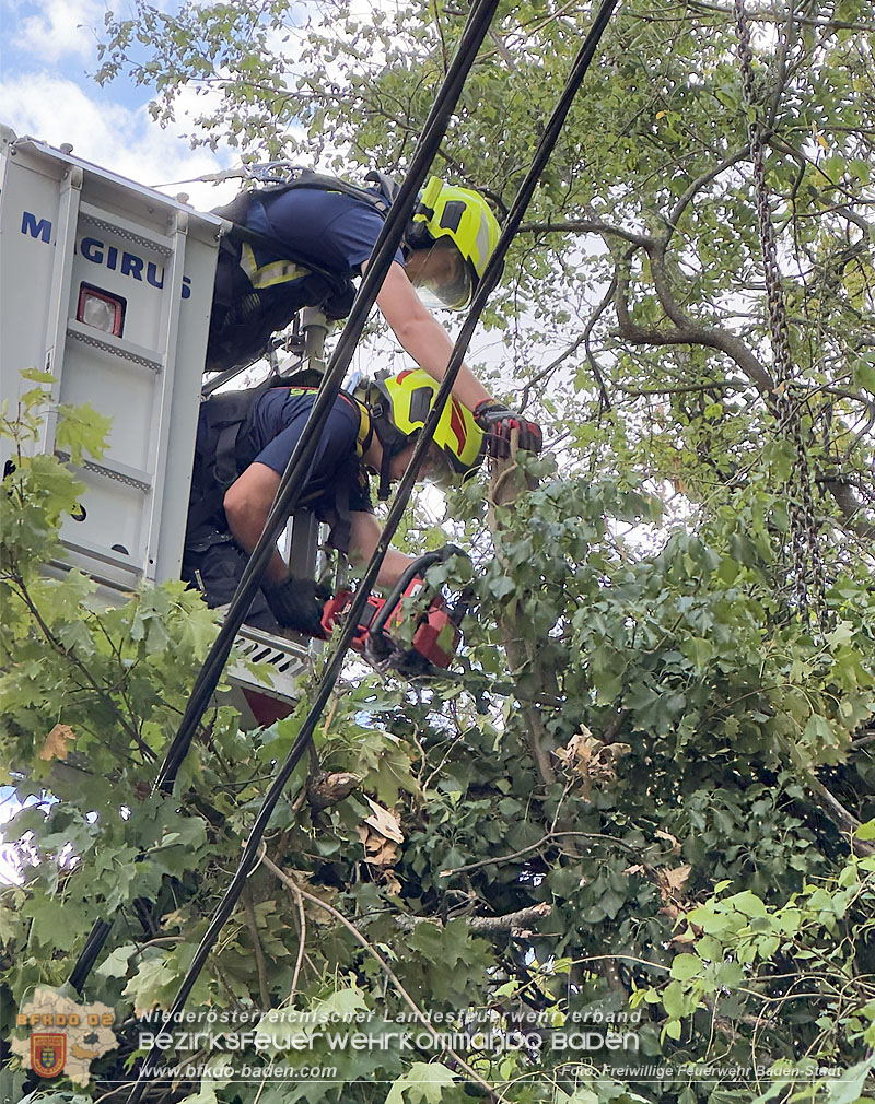 20260822_Baum st�rzt auf Stromleitung - Foto: Freiwillige Feuerwehr Baden-Stadt