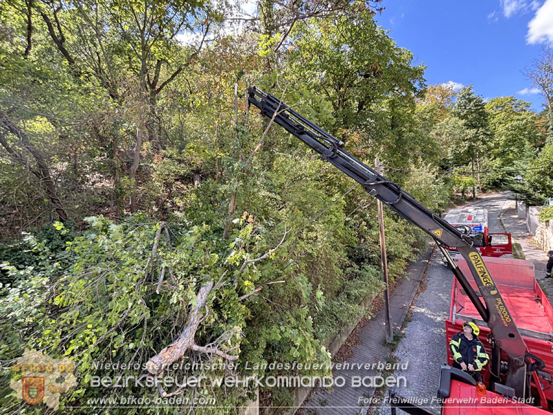 20260822_Baum st�rzt auf Stromleitung - Foto: Freiwillige Feuerwehr Baden-Stadt