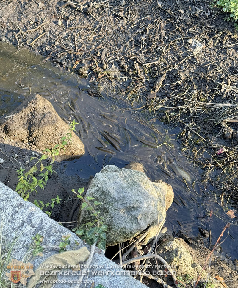 20260905_Feuerwehr rettet Fische im fast ausgetrockneten M�hlbach in Traiskirchen vor dem Erstickungstod! - Foto: Stefan Schneider BFKDO BADEN