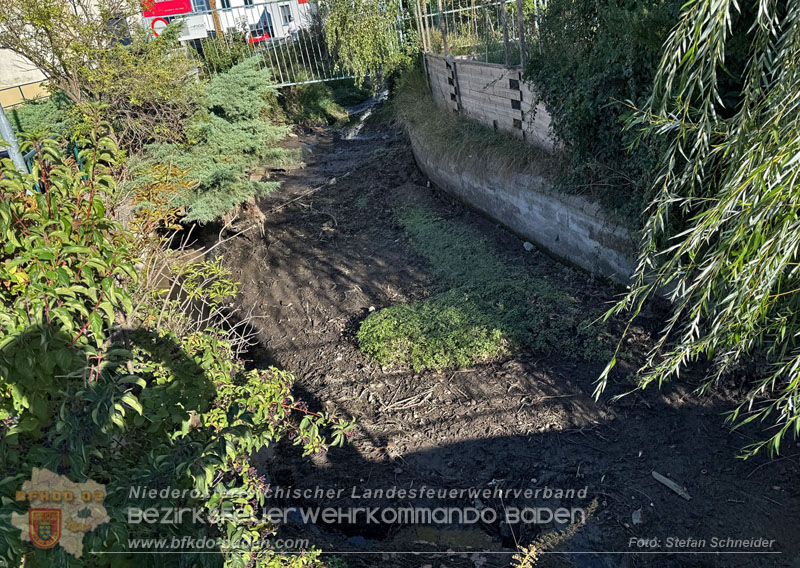 20260905_Feuerwehr rettet Fische im fast ausgetrockneten M�hlbach in Traiskirchen vor dem Erstickungstod! - Foto: Stefan Schneider BFKDO BADEN