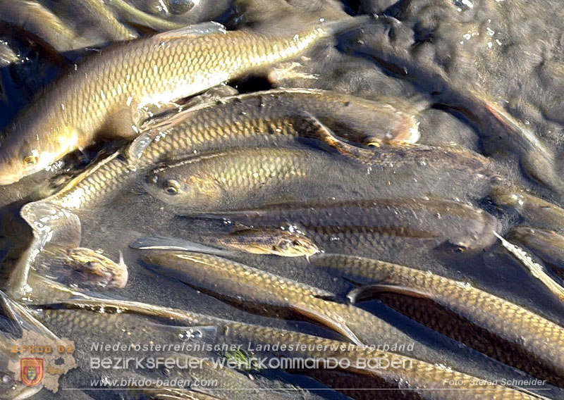 20260905_Feuerwehr rettet Fische im fast ausgetrockneten M�hlbach in Traiskirchen vor dem Erstickungstod! - Foto: Stefan Schneider BFKDO BADEN