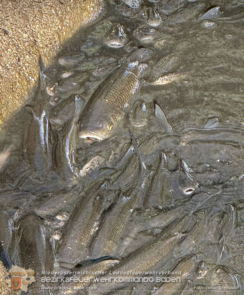 20260905_Feuerwehr rettet Fische im fast ausgetrockneten M�hlbach in Traiskirchen vor dem Erstickungstod! - Foto: Stefan Schneider BFKDO BADEN
