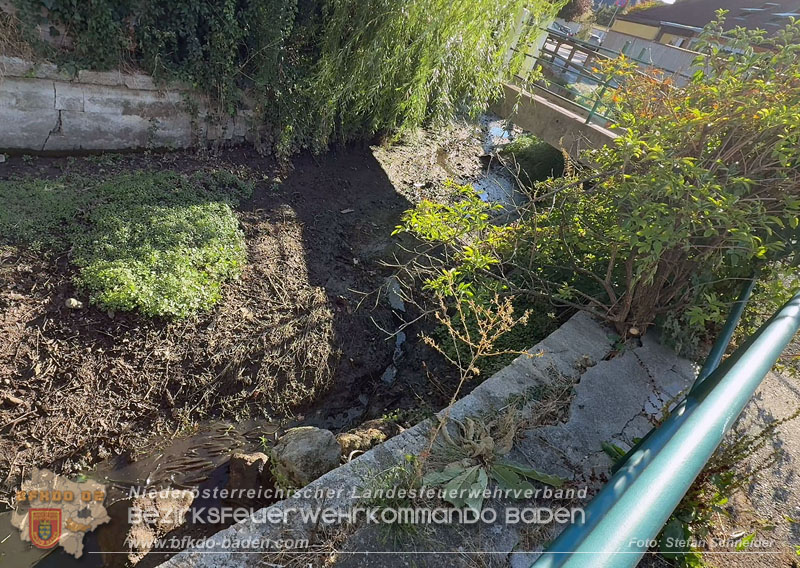 20260905_Feuerwehr rettet Fische im fast ausgetrockneten M�hlbach in Traiskirchen vor dem Erstickungstod! - Foto: Stefan Schneider BFKDO BADEN