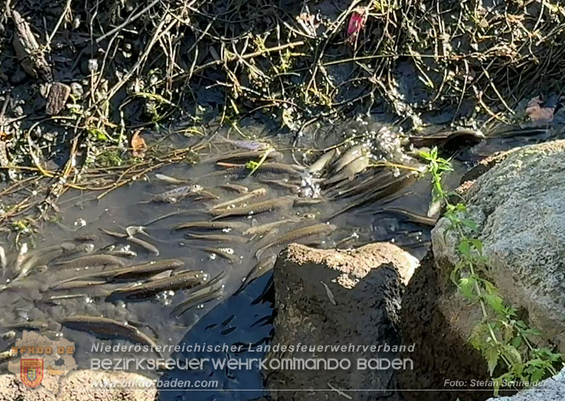 20260905_Feuerwehr rettet Fische im fast ausgetrockneten M�hlbach in Traiskirchen vor dem Erstickungstod! - Foto: Stefan Schneider BFKDO BADEN