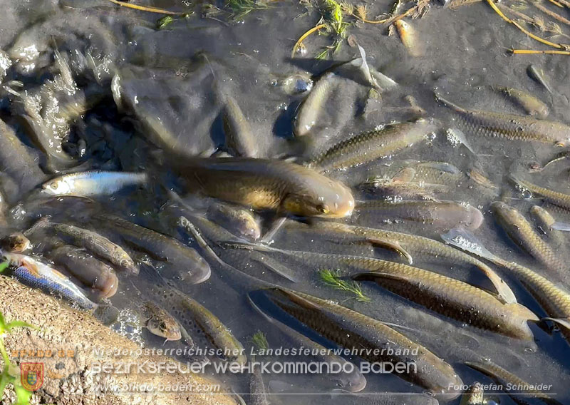 20260905_Feuerwehr rettet Fische im fast ausgetrockneten M�hlbach in Traiskirchen vor dem Erstickungstod! - Foto: Stefan Schneider BFKDO BADEN