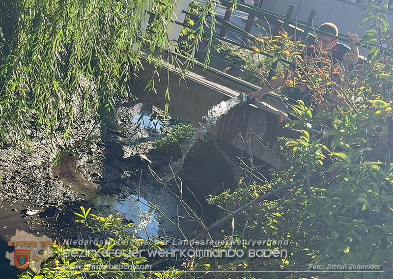 20260905_Feuerwehr rettet Fische im fast ausgetrockneten M�hlbach in Traiskirchen vor dem Erstickungstod! - Foto: Stefan Schneider BFKDO BADEN