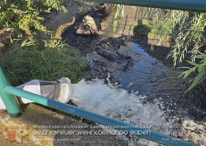 20260905_Feuerwehr rettet Fische im fast ausgetrockneten M�hlbach in Traiskirchen vor dem Erstickungstod! - Foto: Stefan Schneider BFKDO BADEN