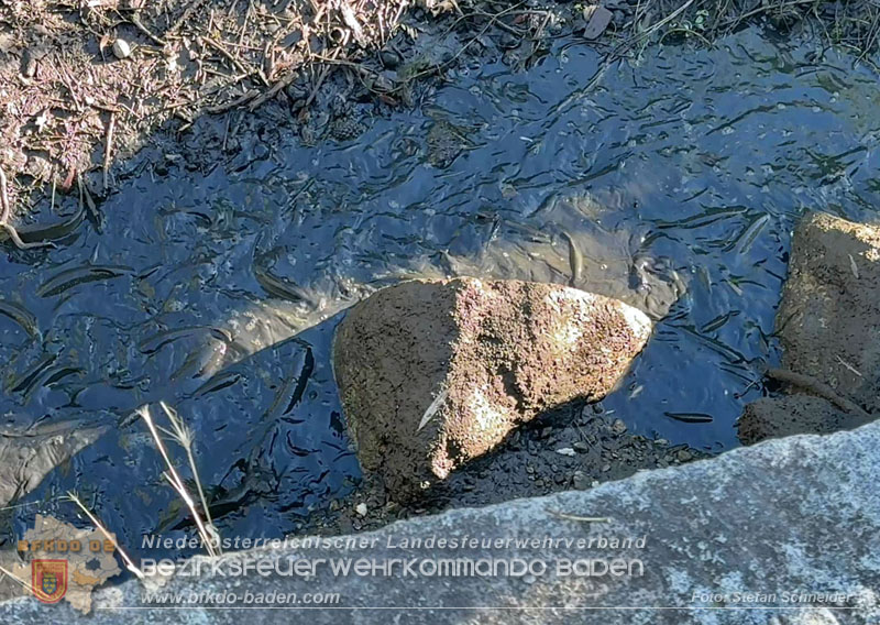 20260905_Feuerwehr rettet Fische im fast ausgetrockneten M�hlbach in Traiskirchen vor dem Erstickungstod! - Foto: Stefan Schneider BFKDO BADEN