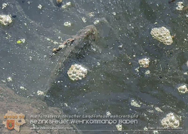 20260905_Feuerwehr rettet Fische im fast ausgetrockneten M�hlbach in Traiskirchen vor dem Erstickungstod! - Foto: Stefan Schneider BFKDO BADEN