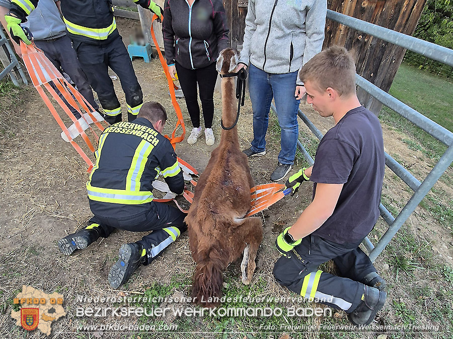 20261001_Lama kann nicht mehr aufstehen - Feuerwehr unterst�tzt mit Spezialequipment - Foto: FF Weissenbach/Triesting