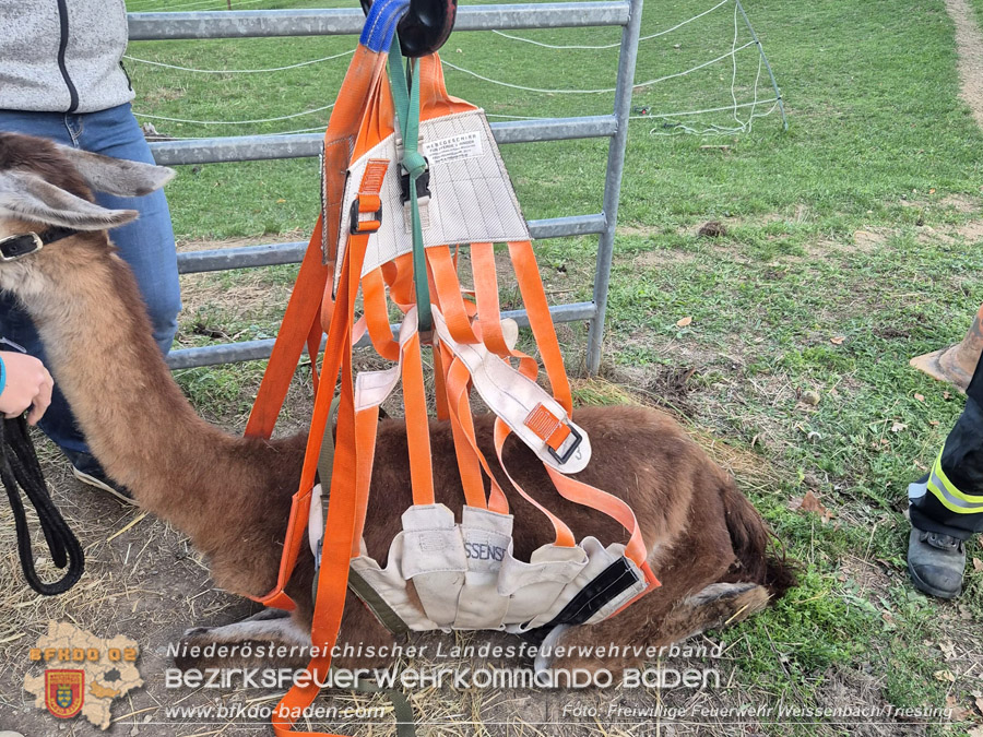 20261001_Lama kann nicht mehr aufstehen - Feuerwehr unterst�tzt mit Spezialequipment - Foto: FF Weissenbach/Triesting