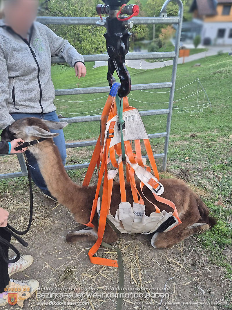 20261001_Lama kann nicht mehr aufstehen - Feuerwehr unterst�tzt mit Spezialequipment - Foto: FF Weissenbach/Triesting