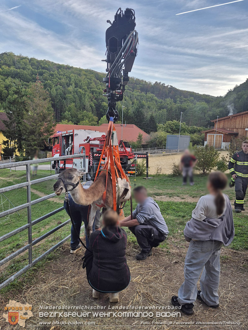 20261001_Lama kann nicht mehr aufstehen - Feuerwehr unterst�tzt mit Spezialequipment - Foto: FF Weissenbach/Triesting