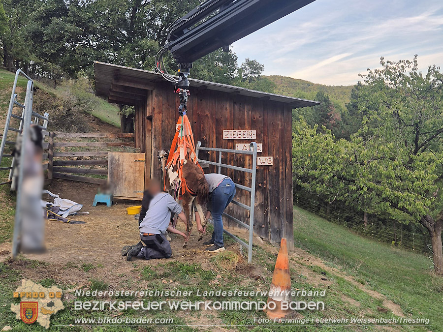 20261001_Lama kann nicht mehr aufstehen - Feuerwehr unterst�tzt mit Spezialequipment - Foto: FF Weissenbach/Triesting