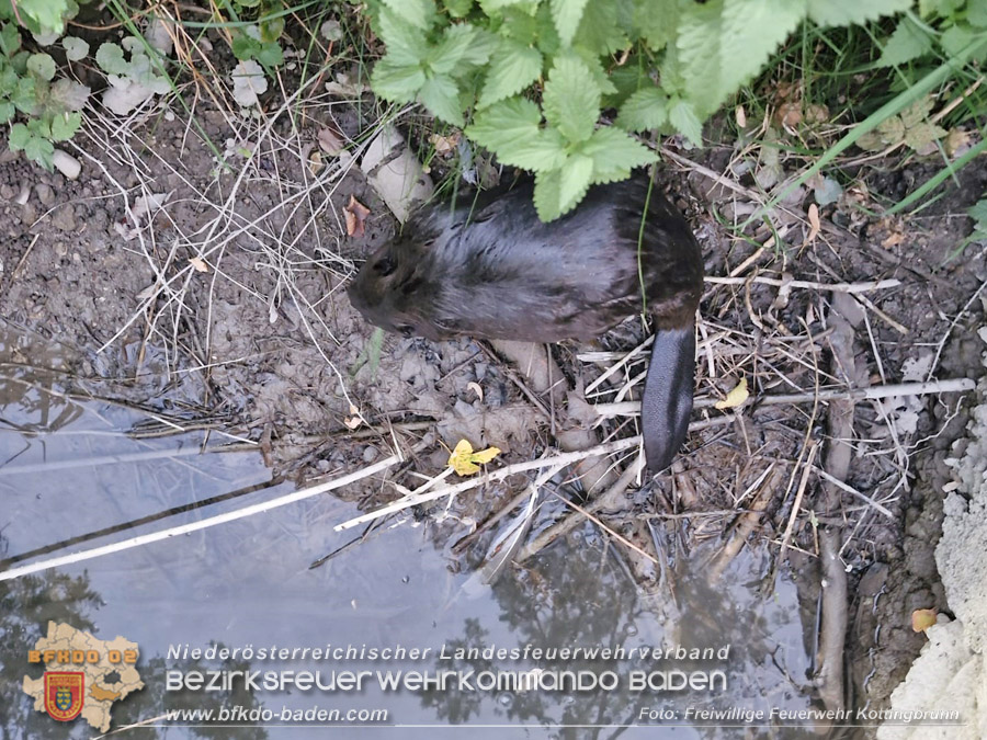 20261008_Biber in einem Ablauf des Wiener Neust�dter Kanals gefangen in Kottingbrunn - Foto: FF Kottingbrunn